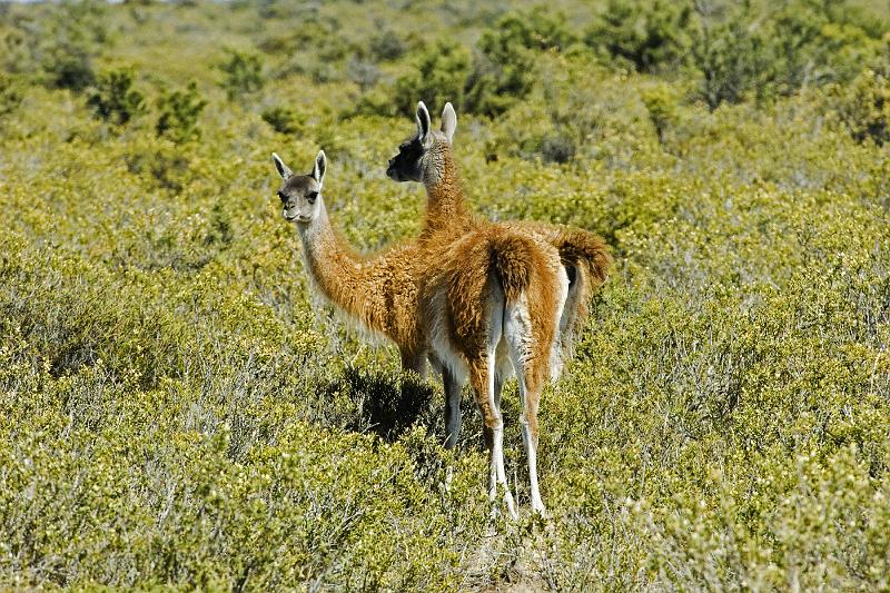 20071209 101510 D2X 4200x2800.jpg - Guanaco(s) [woolier llamas], Puerto Madryn